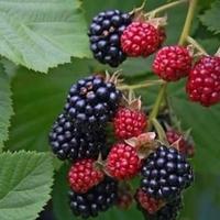 Gambar bibit tanaman blackberry dari Qtodjo undefined 1 Tokopedia