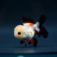 Gambar Ikan mas koki oranda panda & tricolor fancy - tricolor dari simanjuntak Goldfish undefined 2 Tokopedia