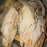 Gambar bebek peking - 1.1 dari Quenmedika undefined 3 Tokopedia