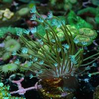 Gambar payungan frag dari PaLg.Toko Marine undefined 1 Tokopedia