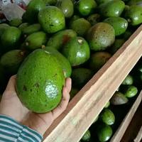 Gambar Buah alpukat kondisi blum matang 1KG dari tasbishop undefined 3 Tokopedia
