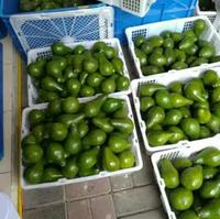Gambar Buah alpukat kondisi blum matang 1KG dari tasbishop undefined 5 Tokopedia