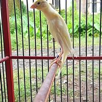Gambar burung kenari paud scotfsncy lokal dari Allshp undefined 2 Tokopedia