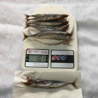 Gambar ikan asin Tongkol Rebus Tanpa Kepala Isi 500gr #Ikanasintegal - 100gr dari Ikan Asin Siuntung undefined 3 Tokopedia