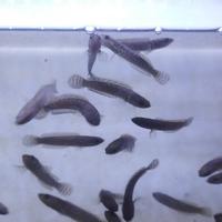 Gambar channa limbata cb 3.4 cm dari alfredofish undefined 2 Tokopedia
