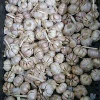 Gambar Bawang putih bersih jual kiloan - 1/4 kg dari 16 MART undefined 2 Tokopedia