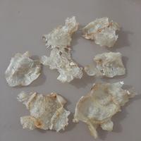 Gambar Hu Pio/ perut ikan kering 100gram dari Berbagi Kasih undefined 2 Tokopedia
