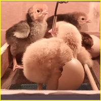 Gambar SUBATECH MTSO K9 Mesin Tetas Semi Otomatis Telur Ayam Bebek Burung dari sabarstory undefined 4 Tokopedia