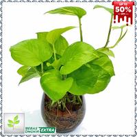 Gambar tanaman media air - paket tanaman media air - tanaman air - Enjoy dari LunaPlants undefined 4 Tokopedia