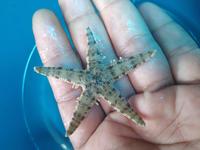 Gambar BINTANG Pasir Size S - Ikan Hias Air Laut dari Vijay Aquamarine undefined 3 Tokopedia