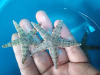 Gambar BINTANG Pasir Size S - Ikan Hias Air Laut dari Vijay Aquamarine undefined 5 Tokopedia