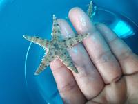 Gambar BINTANG Pasir Size S - Ikan Hias Air Laut dari Vijay Aquamarine undefined 1 Tokopedia