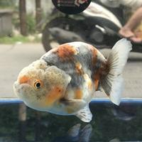 Gambar RANCHU RANCU IKAN HIAS / IKAN MAS KOKI RANCHU / GOLDFISH FANCY dari Hola Fishie undefined 1 Tokopedia