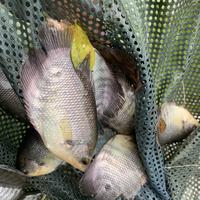 Gambar Bibit ikan gurame dari Catfishsamahobby undefined 1 Tokopedia
