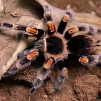Gambar Brachypelma Hamorii Sling ( Mexican Redknee Tarantula ) - Sling 4Cm dari QUETZAL ONLINE'S undefined 3 Tokopedia
