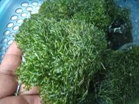 Gambar CHAETO - Macro Algae Filter Alami Aquarium Laut dari Vijay Aquamarine undefined 1 Tokopedia