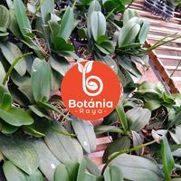 Gambar Anggrek bulan spike warna ID Random (acak) dari Botania Raya undefined 4 Tokopedia
