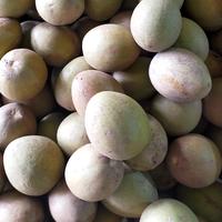 Gambar Buah Sawo Fresh Segar Sawo Manila Manis dari fruitsBOX Buah & Sayur Segar undefined 3 Tokopedia