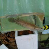Gambar chana red Barito | sp madara | kualitas nomor nomor 1 di Kalimantan - Sp madara, 7,6 cm dari ninggrat 99 undefined 4 Tokopedia