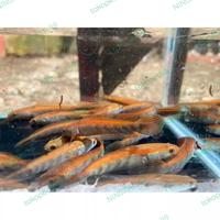 Gambar chana red Barito | sp madara | kualitas nomor nomor 1 di Kalimantan - Sp madara, 7,6 cm dari ninggrat 99 undefined 1 Tokopedia