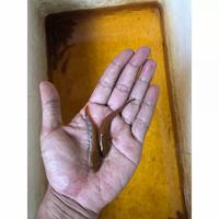 Gambar chana red Barito | sp madara | kualitas nomor nomor 1 di Kalimantan - Sp madara, 7,6 cm dari ninggrat 99 undefined 3 Tokopedia
