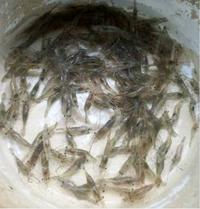 Gambar Udang Sawah Hidup Pakan Ikan Predator Arwana Oscar Channa Pbass dari TOBA AROWANA undefined 2 Tokopedia