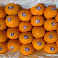 Gambar Buah Jeruk Wogan dari Malakeyashop undefined 1 Tokopedia