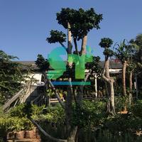 Gambar Pohon beringin korea dari Surya_Taman undefined 2 Tokopedia