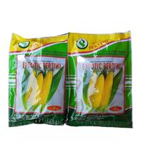 Gambar BENIH BIBIT JAGUNG MANIS EXOTIC PERTIWI 1.750 Butir eksotik,exotic,eks dari ELANG MANDIRI TANI undefined 1 Tokopedia
