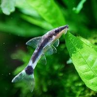 Gambar Ottocinclus affinis alga eater / otosinklus pembersih alga - Satuan dari Sherilqa Fish Room undefined 2 Tokopedia