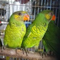 Gambar perkici dada loreng nuri perkici pantai jantan pilihan dari Raihan bird undefined 1 Tokopedia