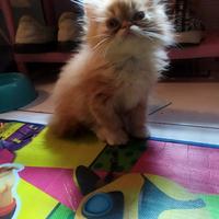 Gambar kucing persia peaknose dari mareongcat undefined 2 Tokopedia