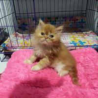 Gambar kucing persia peaknose dari mareongcat undefined 4 Tokopedia