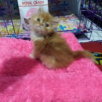 Gambar kucing persia peaknose dari mareongcat undefined 3 Tokopedia