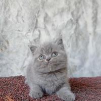 Gambar BSH Kitten Jantan dari minecathouse undefined 1 Tokopedia