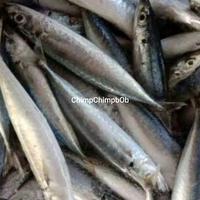 Gambar IKAN LAYANG SEGAR 500 GRAM dari Chimp Chimp Bob undefined 1 Tokopedia
