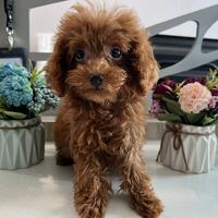 Gambar Teacup red toy poodle Betina dari Ev! ColextioN undefined 3 Tokopedia