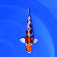Gambar ikan koi kujaku 2 ekor size 25-30cm dari Gevana koi undefined 2 Tokopedia