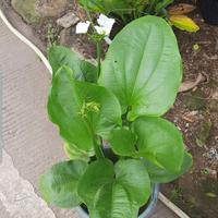 Gambar Tanaman Hias Melati Air dari nadzira garden undefined 1 Tokopedia