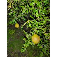 Gambar Buah delima putih / jamu (ukuran kecil grade A) 1kg dari Berkah_Herbal Store undefined 4 Tokopedia
