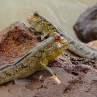 Gambar ikan mudskipper amphibi paludarium dari OmKenStore undefined 2 Tokopedia