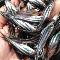 Gambar Bibit Ikan Patin (Siap Tebar Kolam) dari Agent.LeleSegar undefined 1 Tokopedia