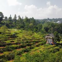Gambar Tanah Kebun Jual BU Murah di Puncak dari Tanah Kavling TV undefined 3 Tokopedia