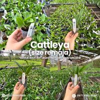 Gambar Anggrek Green Bird CATTLEYA Bumi Orchids Mericlone - Dewasa dari Bumi Orchids & Tillandsia undefined 3 Tokopedia