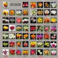 Gambar KNOP KNOP Anggrek CATTLEYA Bumi Orchids Mericlone Kuntum Siap Bunga - Jiminey Cricket dari Bumi Orchids & Tillandsia undefined 5 Tokopedia