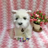 Gambar Boneka anjing West Highland White Terrier / Harrods Westie Plush Toy dari Moccachu Kiosk undefined 1 Tokopedia