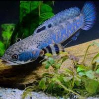 Gambar ikan channa blue pulchra - 8-9cm dari nadhir olshoop77 undefined 3 Tokopedia