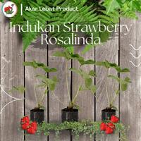 Gambar Indukan Tanaman Strawberry Stroberi Rosalinda Sudah Berbuah dari Akar lebat undefined 1 Tokopedia