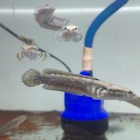 Gambar ikan channa blue pulchra - 8-9cm dari nadhir olshoop77 undefined 4 Tokopedia
