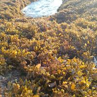 Gambar rumput laut sargassum sargasum kering alga coklat dari martian.go undefined 3 Tokopedia